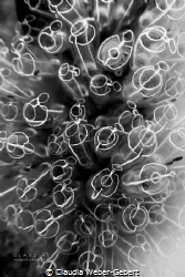tunicates in b&w by Claudia Weber-Gebert 
